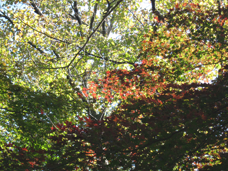 20201105hike (54)